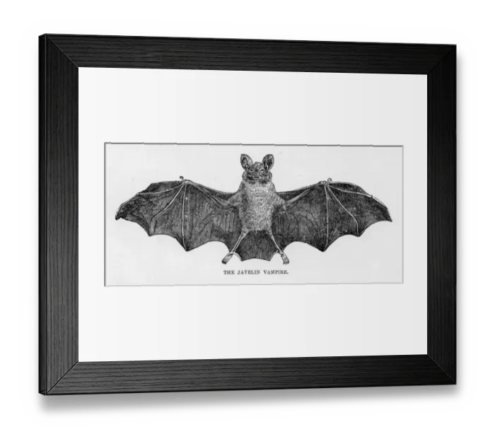 Framed Print : Javelin bat engraving 1894 Framed Print : Javelin bat engraving 1894