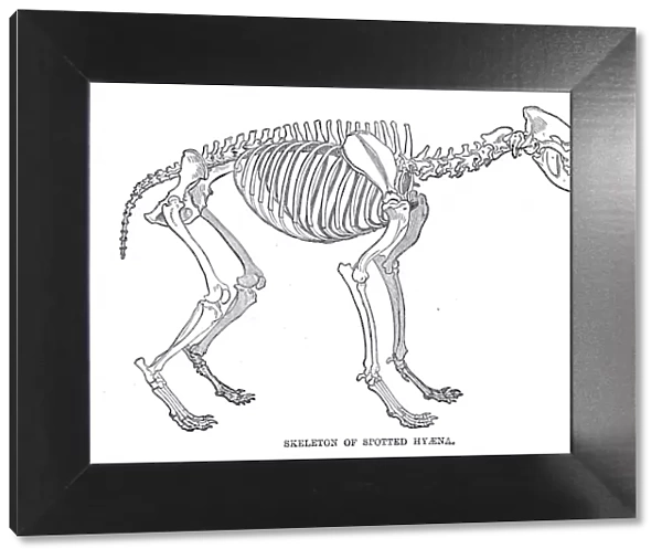 Hyena skeleton engraving 1894