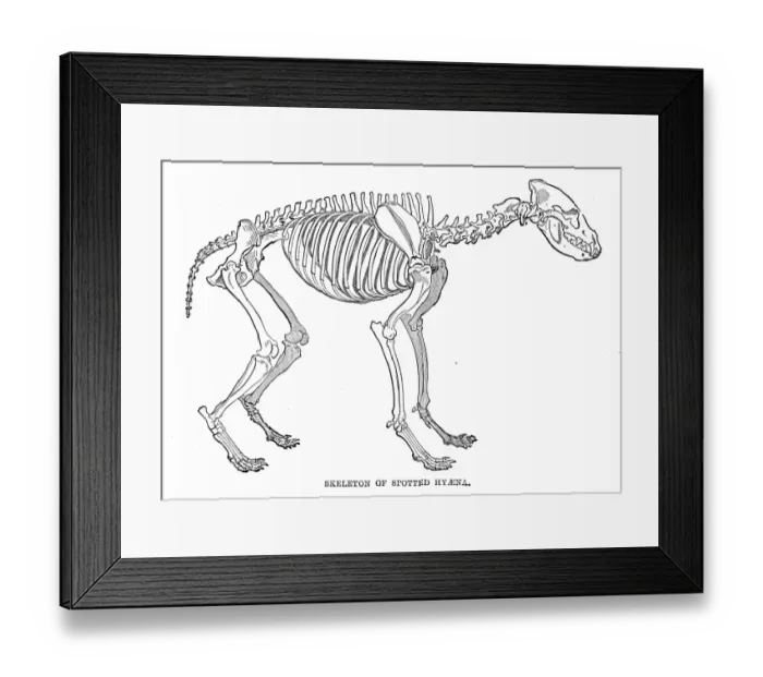 Framed Print : Hyena skeleton engraving 1894 Framed Print : Hyena skeleton engraving 1894