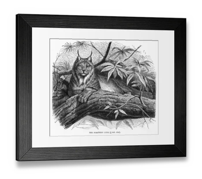 Framed Print : Northern lynx engraving 1894 Framed Print : Northern lynx engraving 1894