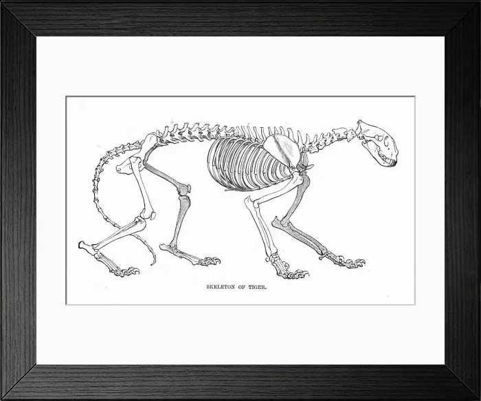 Framed Print : Skeleton of tiger engraving 1894d Framed Print : Skeleton of tiger engraving 1894d