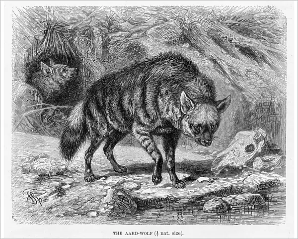 Aardwolf engraving 1894