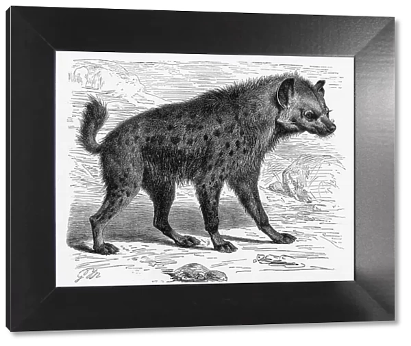 Spotted hyena engraving 1894