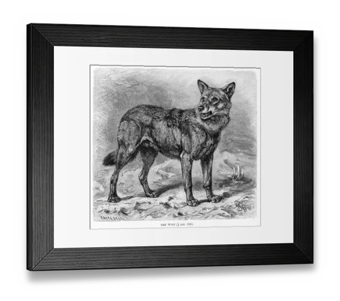 Framed Print : Wolf engraving 1894 Framed Print : Wolf engraving 1894