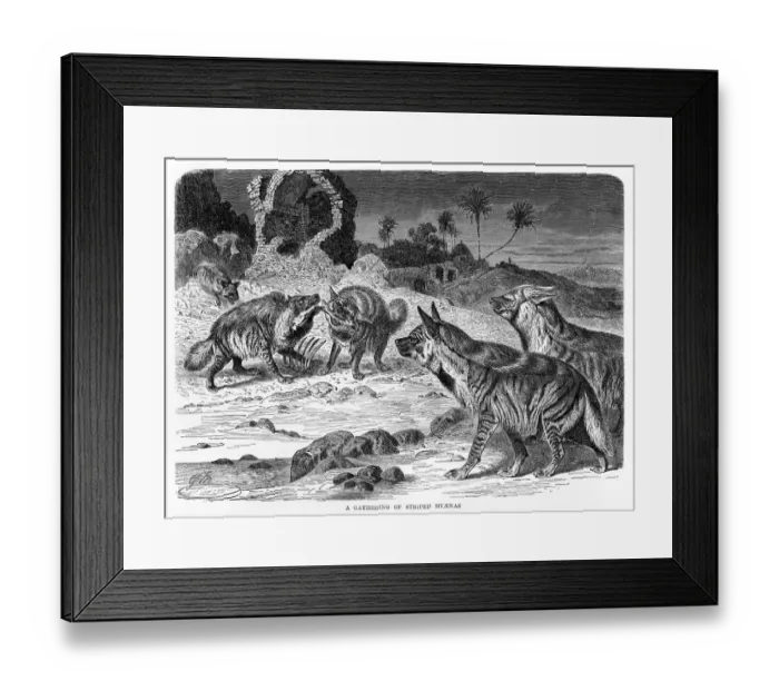 Framed Print : Striped hyenas engraving 1894 Framed Print : Striped hyenas engraving 1894