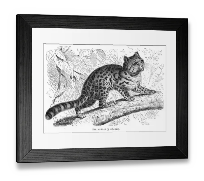 Framed Print : Margay cat engraving 1894 Framed Print : Margay cat engraving 1894