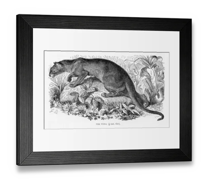 Framed Print : Fossa engraving 1894 Framed Print : Fossa engraving 1894