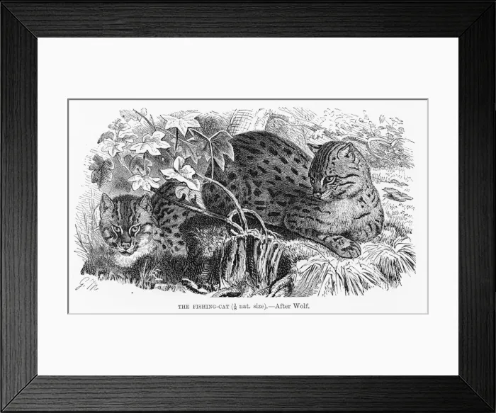 Framed Print : Fishing cat engraving 1894 Framed Print : Fishing cat engraving 1894