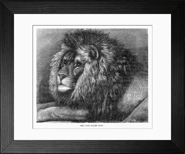 Framed Print : Cape mane lion engraving 1894 Framed Print : Cape mane lion engraving 1894