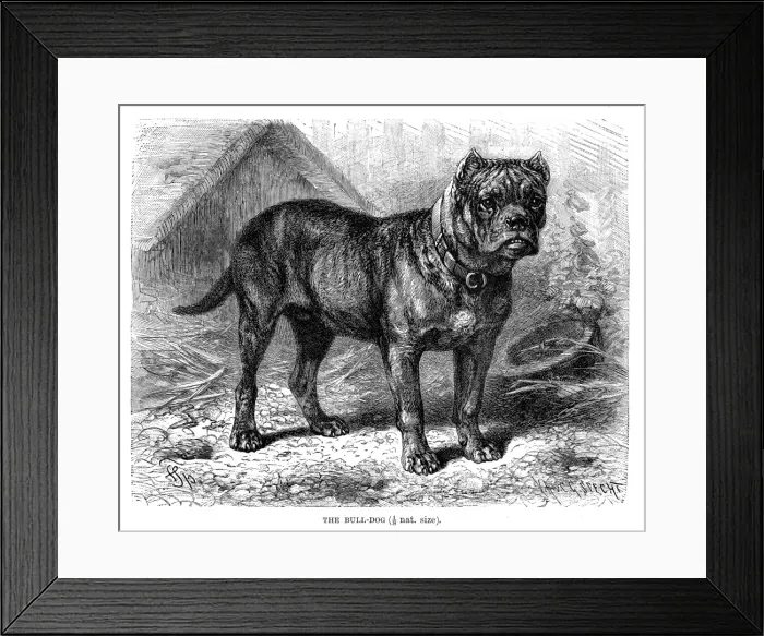 Framed Print : Bulldog engraving 1894 Framed Print : Bulldog engraving 1894