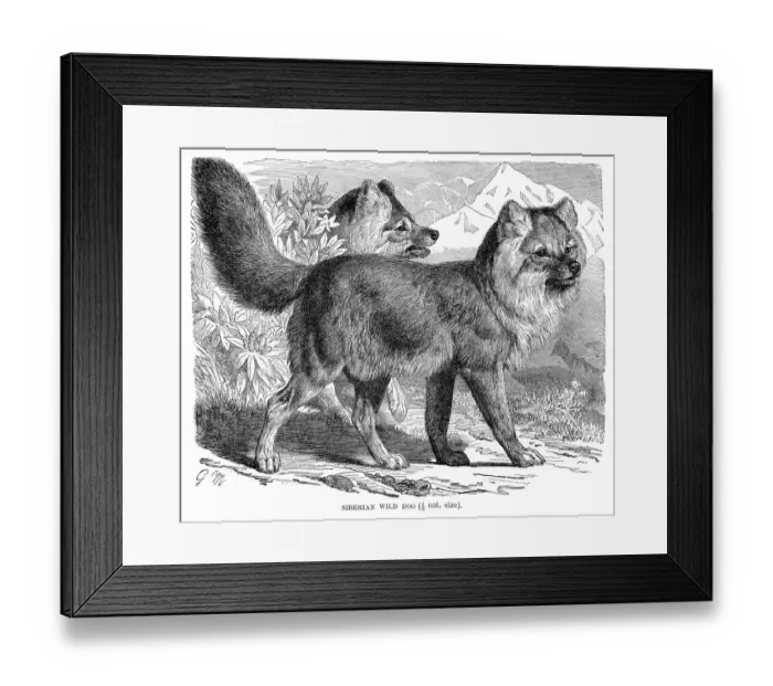 Framed Print : Siberian wild dog engraving 1894
