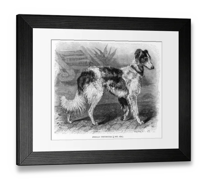 Framed Print : Persian greyhound dog engraving 1894 Framed Print : Persian greyhound dog engraving 1894