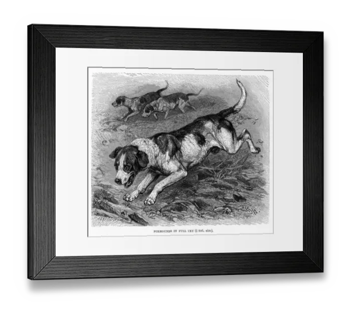 Framed Print : English Foxhound engraving 1894 Framed Print : English Foxhound engraving 1894