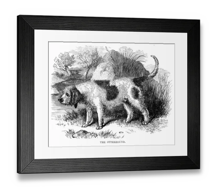 Framed Print : Otterhound engraving 1894 Framed Print : Otterhound engraving 1894