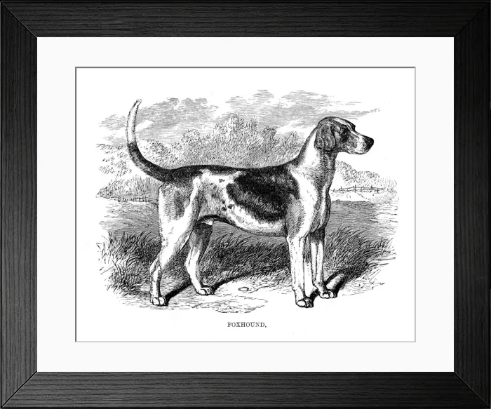 Framed Print : Foxhound engraving 1894 Framed Print : Foxhound engraving 1894