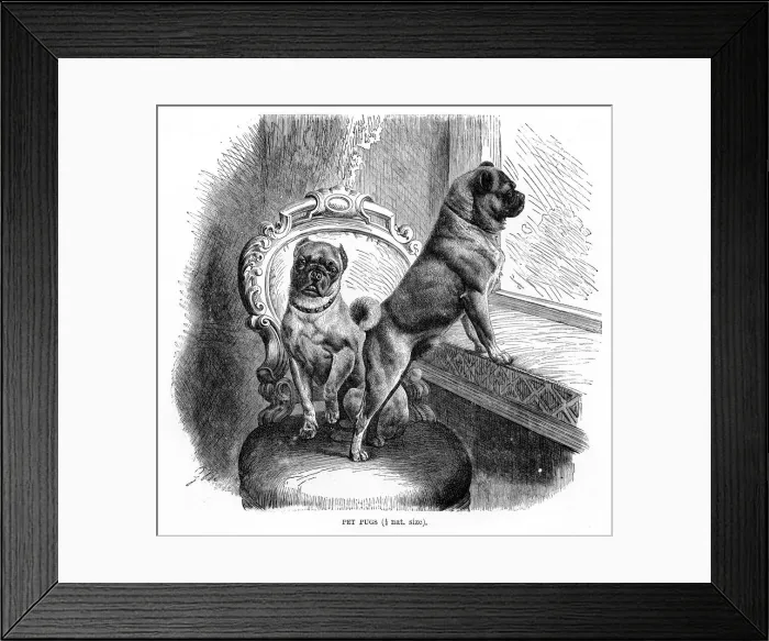 Framed Print : Pugs engraving 1894 Framed Print : Pugs engraving 1894