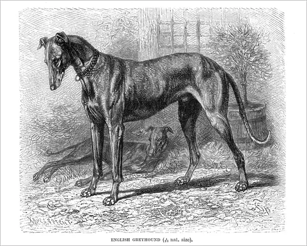 English greyhound engraving 1894