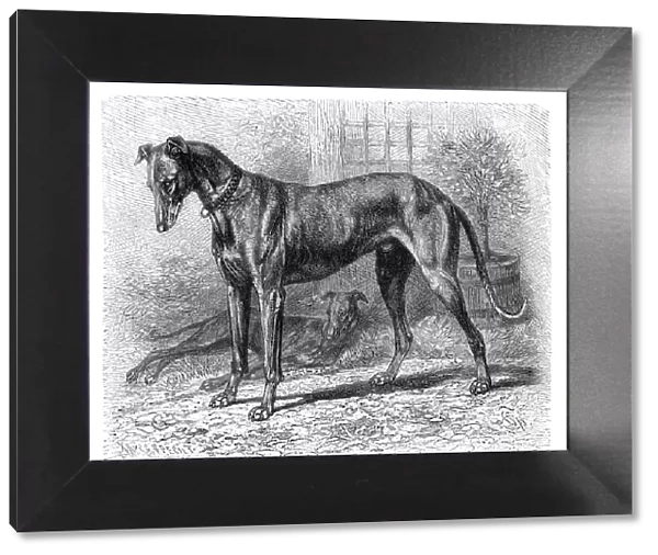 English greyhound engraving 1894
