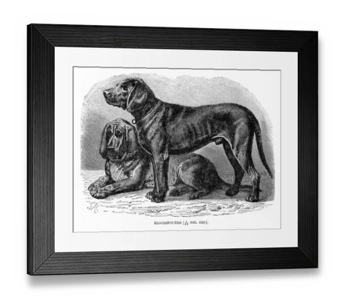 Framed Print : Bloodhound dog engraving 1894 Framed Print : Bloodhound dog engraving 1894