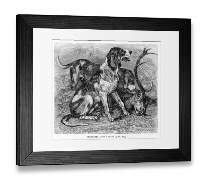 Framed Print : Staghound dog engraving 1894 Framed Print : Staghound dog engraving 1894