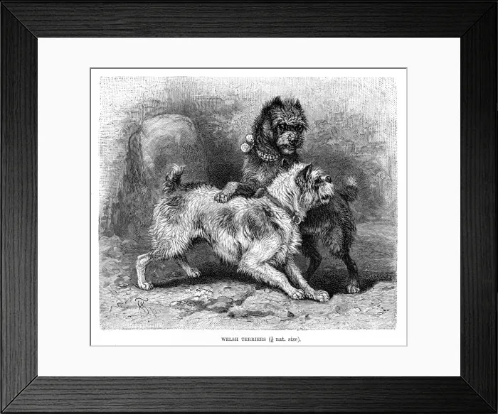 Framed Print : Welsh terrier dog engraving 1894