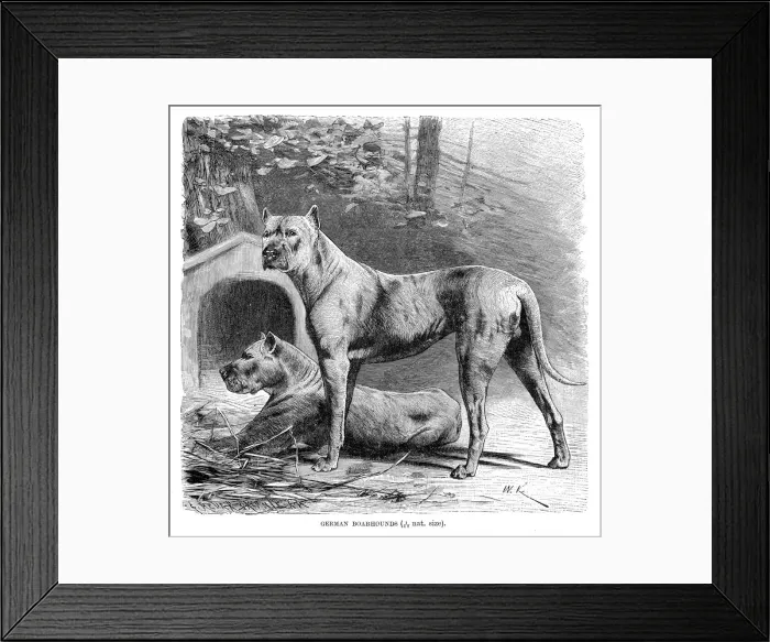 Framed Print : Great dane engraving 1894 Framed Print : Great dane engraving 1894