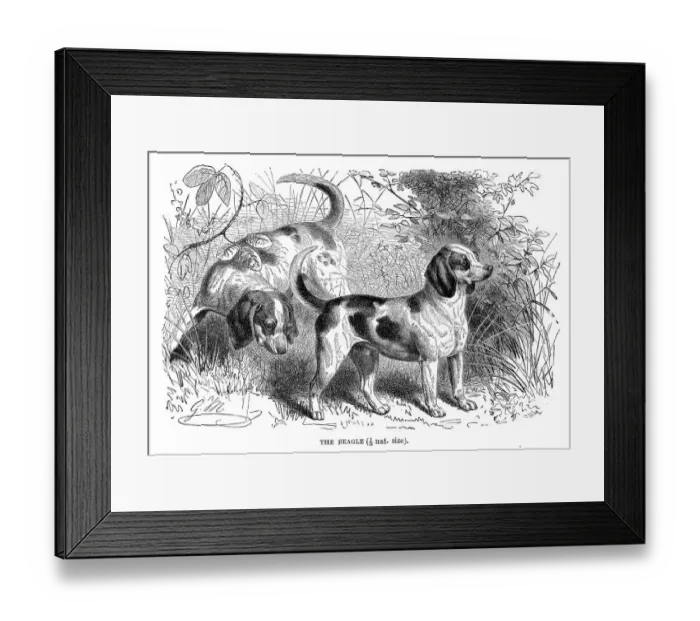 Framed Print : Beagle dog engraving 1894 Framed Print : Beagle dog engraving 1894