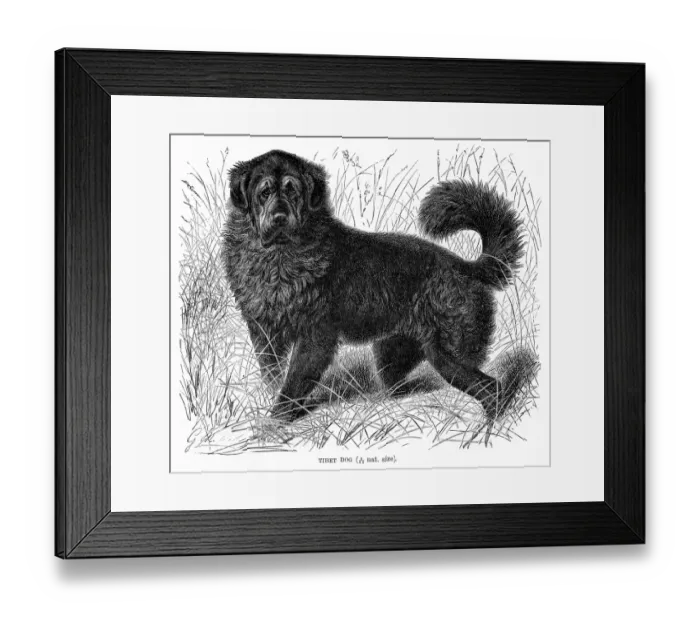 Framed Print : Tibet dog engraving 1894 Framed Print : Tibet dog engraving 1894