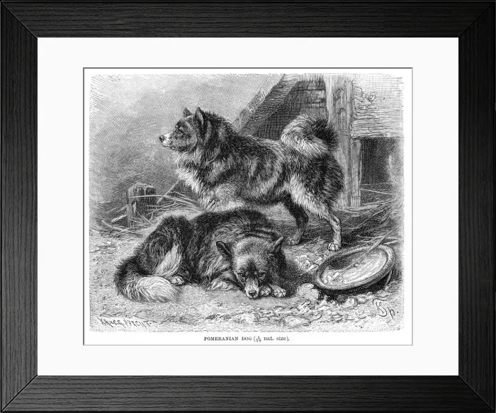 Framed Print : Pomeranian dog engraving 1894