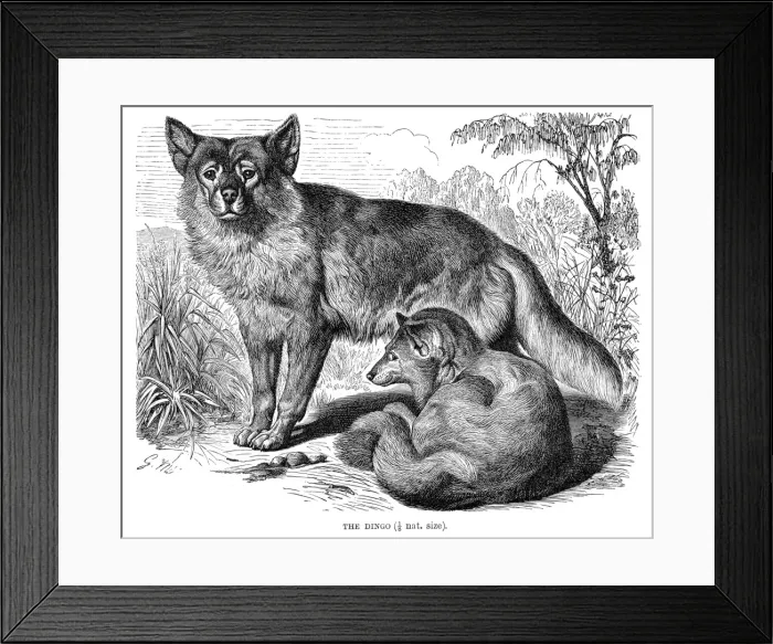 Framed Print : Dingo engraving 1894 Framed Print : Dingo engraving 1894