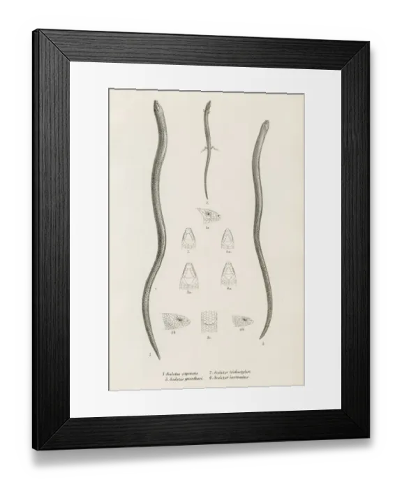 Framed Print : Lizards engraving 1887