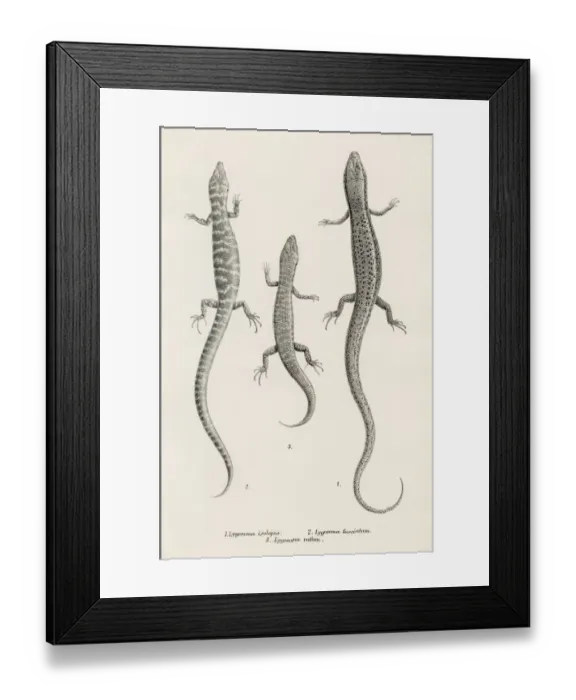 Framed Print : Lizards engraving 1887 Framed Print : Lizards engraving 1887