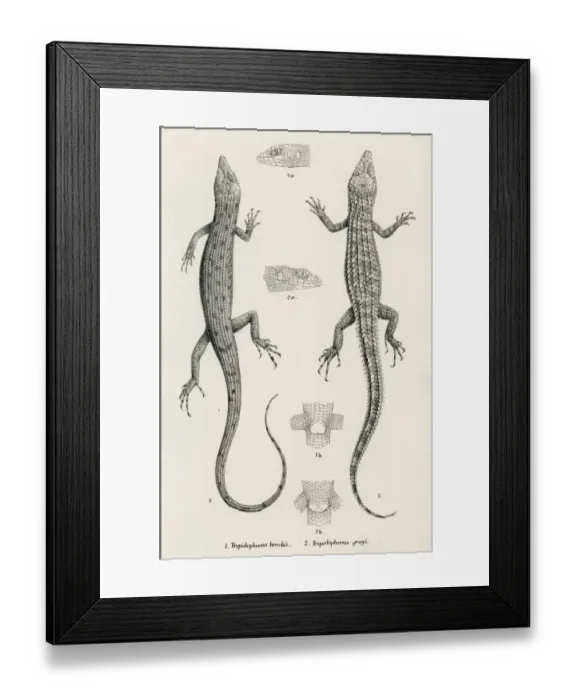 Framed Print : Lizards engraving 1887 Framed Print : Lizards engraving 1887