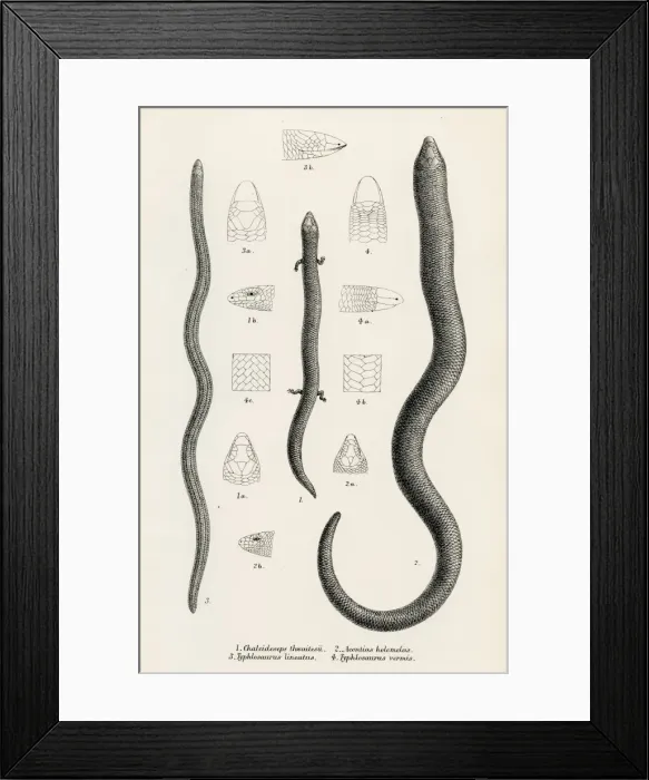 Framed Print : Lizards engraving 1887 Framed Print : Lizards engraving 1887