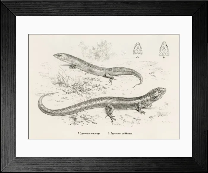 Framed Print : Lizards engraving 1887 Framed Print : Lizards engraving 1887