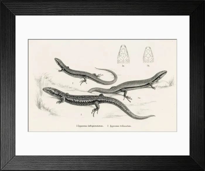 Framed Print : Lizards engraving 1887 Framed Print : Lizards engraving 1887