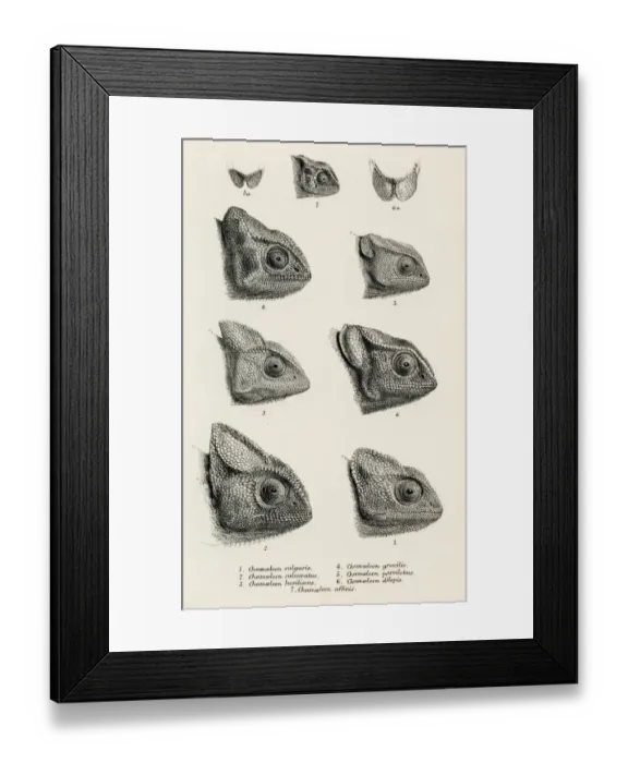 Framed Print : Lizards engraving 1887 Framed Print : Lizards engraving 1887