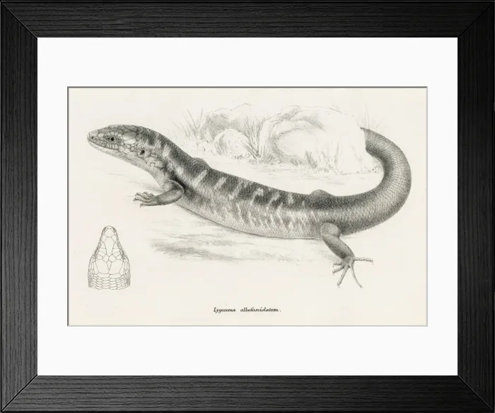 Framed Print : Lizards engraving 1887 Framed Print : Lizards engraving 1887