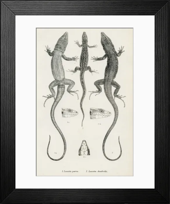 Framed Print : Lizards engraving 1887 Framed Print : Lizards engraving 1887