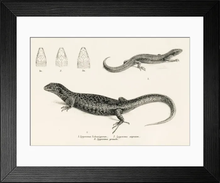 Framed Print : Lizards engraving 1887 Framed Print : Lizards engraving 1887