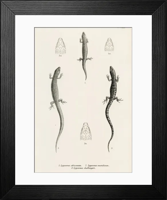 Framed Print : Lizards engraving 1887 Framed Print : Lizards engraving 1887