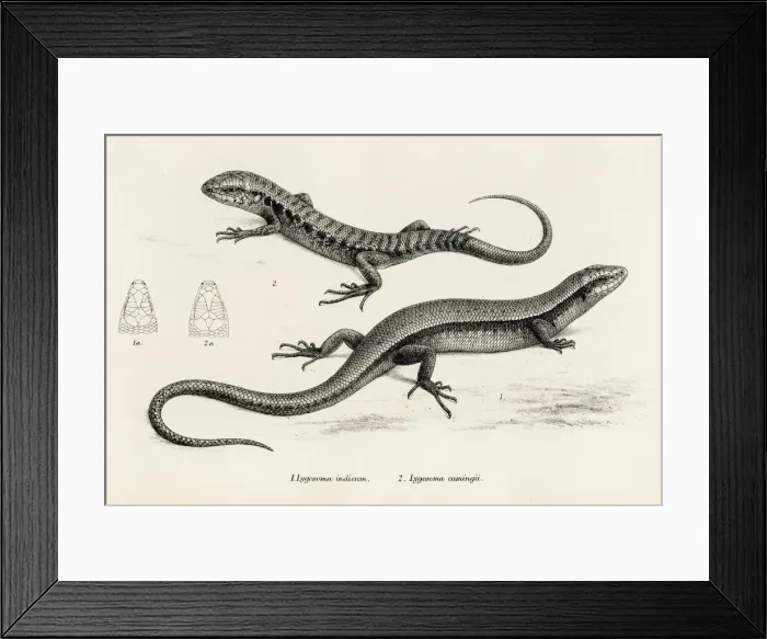 Framed Print : Lizards engraving 1887 Framed Print : Lizards engraving 1887