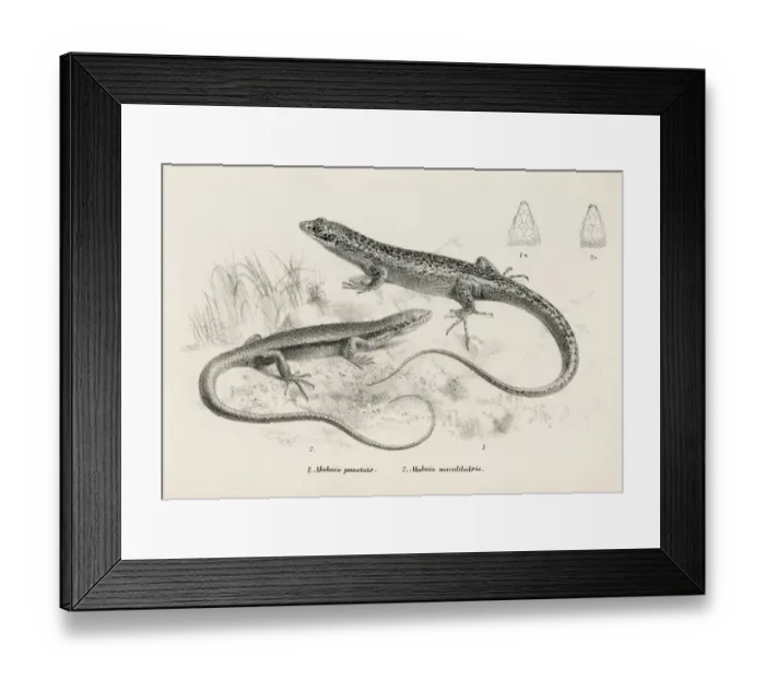 Framed Print : Lizards engraving 1887 Framed Print : Lizards engraving 1887
