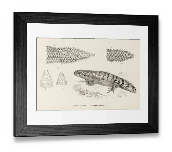 Framed Print : Lizards engraving 1887 Framed Print : Lizards engraving 1887