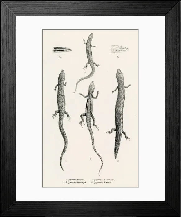 Framed Print : Lizards engraving 1887 Framed Print : Lizards engraving 1887