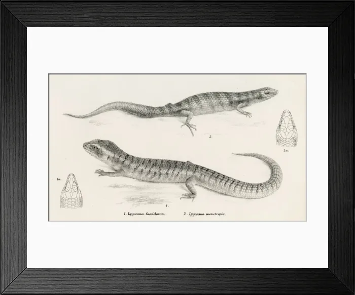Framed Print : Lizards engraving 1887 Framed Print : Lizards engraving 1887