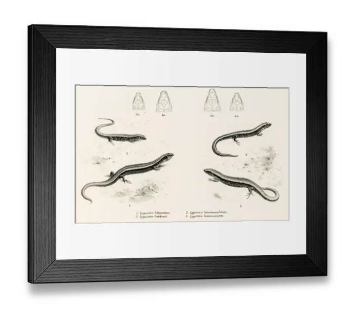 Framed Print : Lizards engraving 1887 Framed Print : Lizards engraving 1887