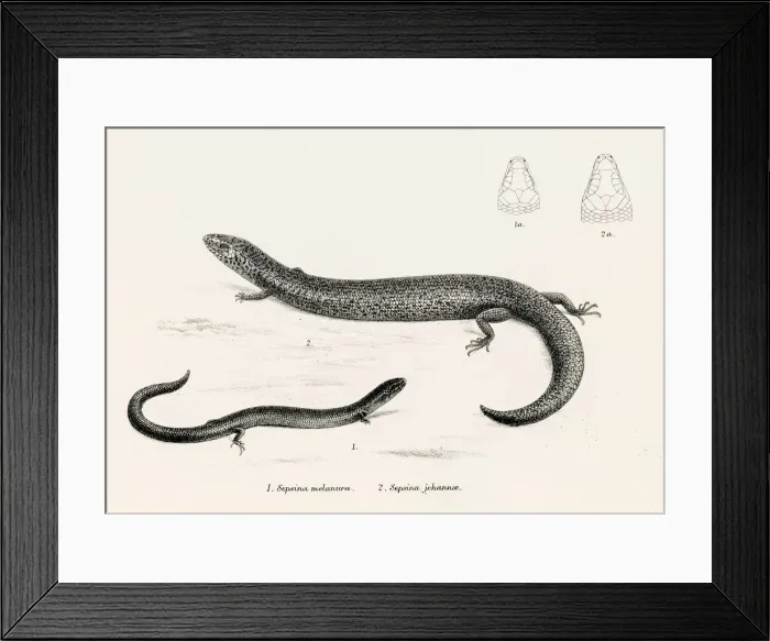 Framed Print : Lizards engraving 1887 Framed Print : Lizards engraving 1887