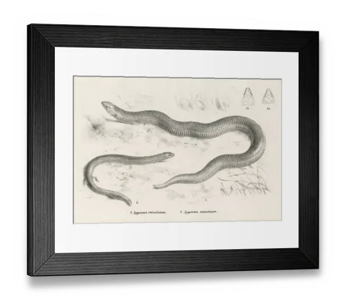Framed Print : Lizards engraving 1887 Framed Print : Lizards engraving 1887