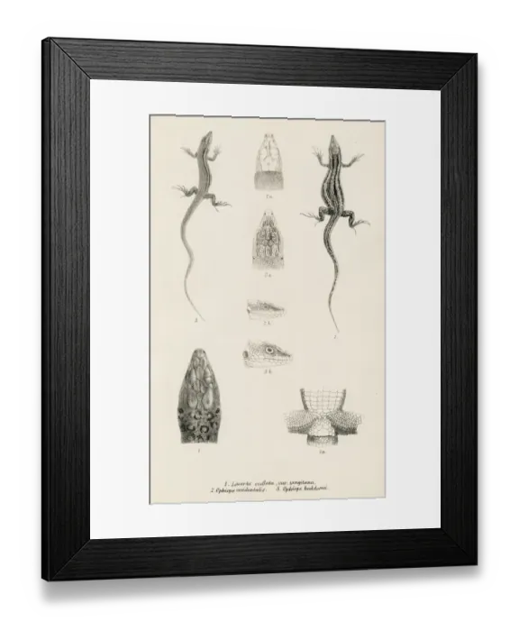Framed Print : Lizards engraving 1887 Framed Print : Lizards engraving 1887